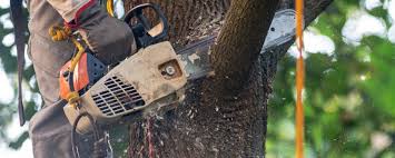 Tree and Shrub Care in Yuba City, CA